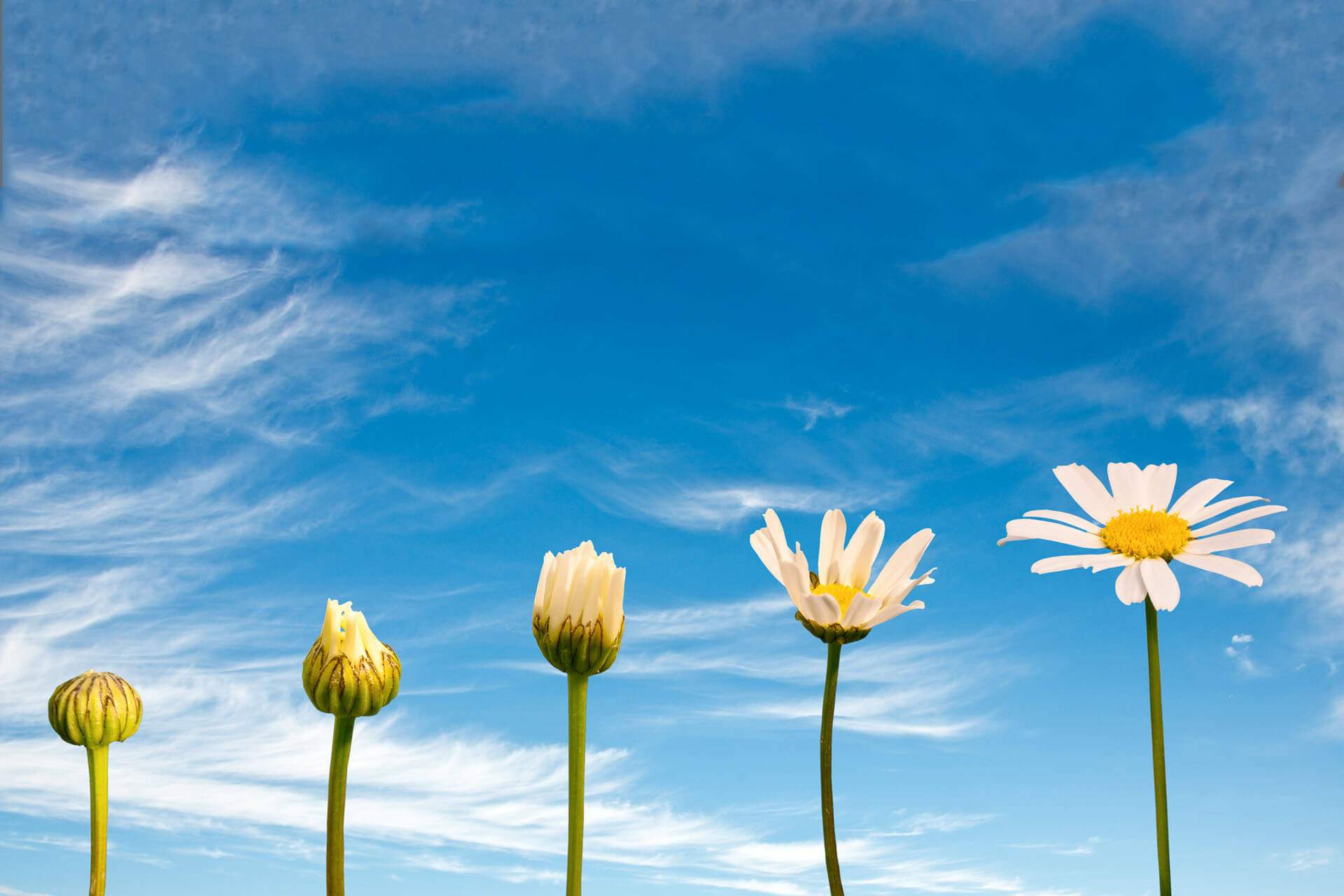 Imagine the intention to create a better world